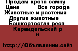 Продам крота самку › Цена ­ 200 - Все города Животные и растения » Другие животные   . Башкортостан респ.,Караидельский р-н